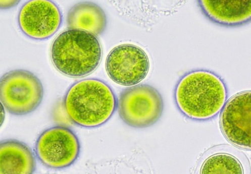 Le cellule sarebbero immortali, siamo noi a farle invecchiare