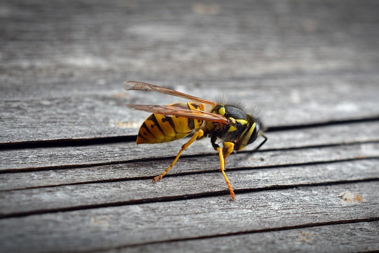 La vespa che "punge" i tumori