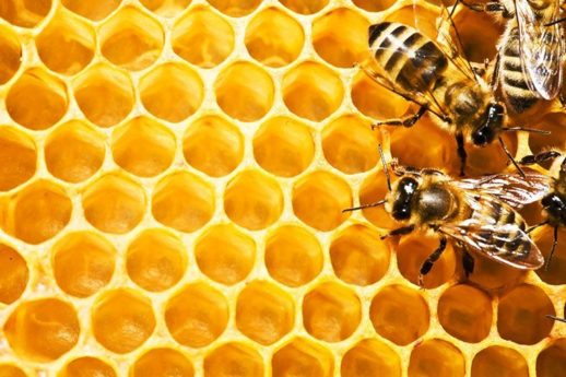 Come guarire le ferite e combattere i batteri con la propoli