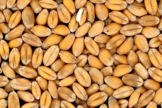 Celiachia: tutto quello che c’è da sapere sull'intolleranza al glutine