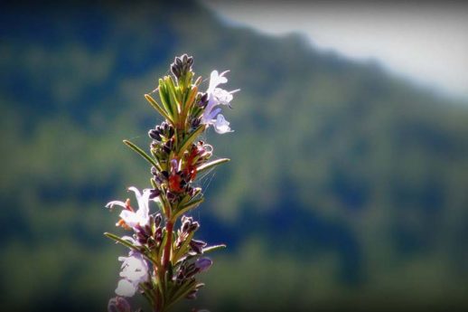 Il rosmarino: un valido alleato per la memoria