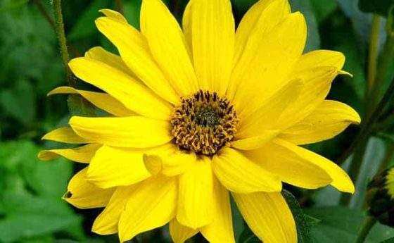 Arnica Montana: il rimedio omeopatico per contusioni, traumi e infortuni