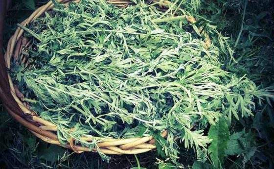 Una medicina fitoterapica cinese vecchia di secoli potrebbe aiutarci a sconfiggere la tubercolosi