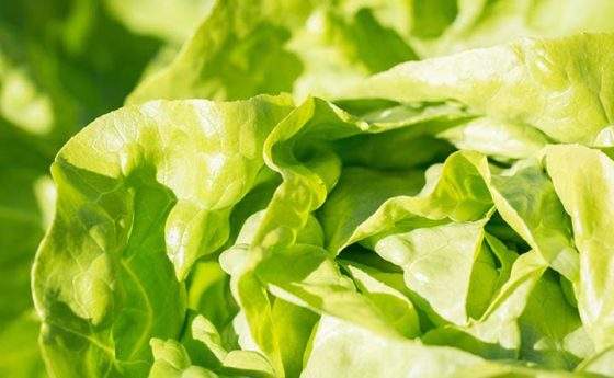 Noci, arance e lattuga: il segreto delle donne per mantenersi in buona salute