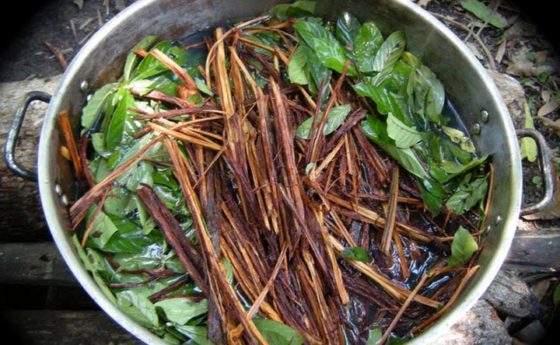 Ayahuasca, infuso psichedelico: in che modo può influenzare il cervello?