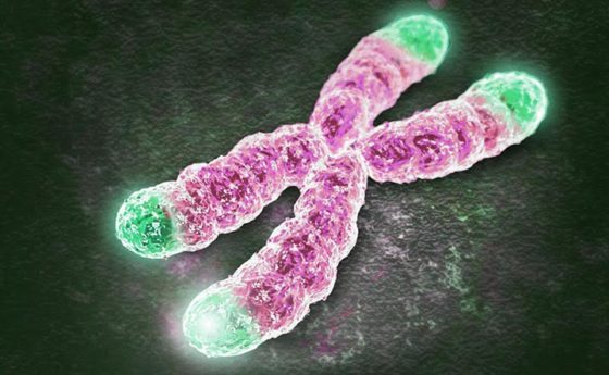 Rallentare l'invecchiamento: l’allungamento delle estremità del DNA