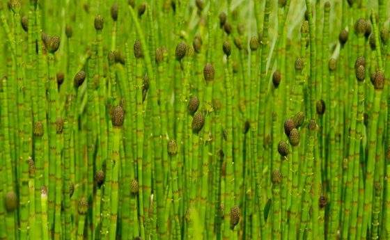 Equiseto (equisetum arvense)