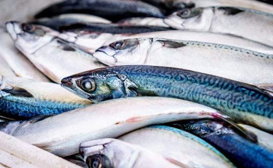 Omega-3: i benefici per l’organismo e come integrarlo nella dieta
