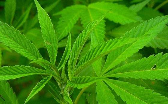 Ecco come la cannabis fa tornare giovane il cervello
