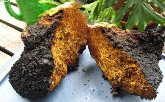 Fungo Chaga: i benefici per la salute