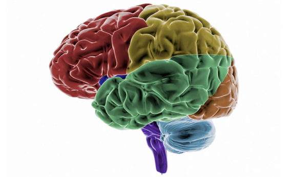 Personalità e cervello: quale legame c'è?