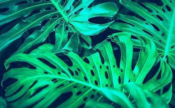 Trasformare le piante in una rete di spie ambientali