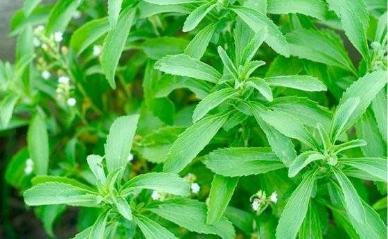 Pro e contro della Stevia: anche la scienza non ha un parere unanime