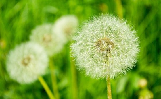 Allergie agli occhi: cause e rimedi