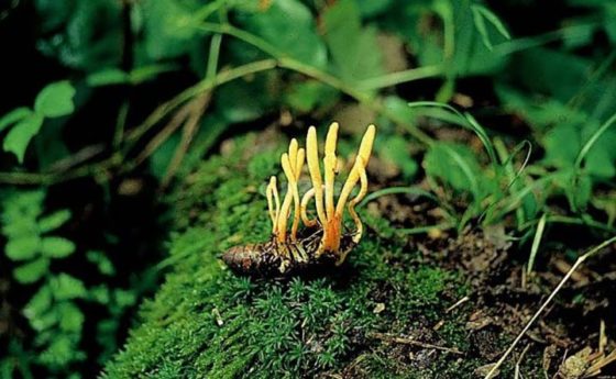 Micoterapia: Cordyceps Sinensis