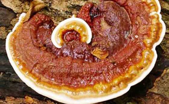 Micoterapia: Reishi