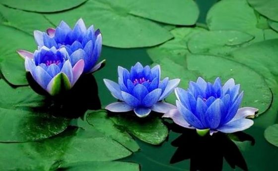 7 piante naturali per alleviare il dolore