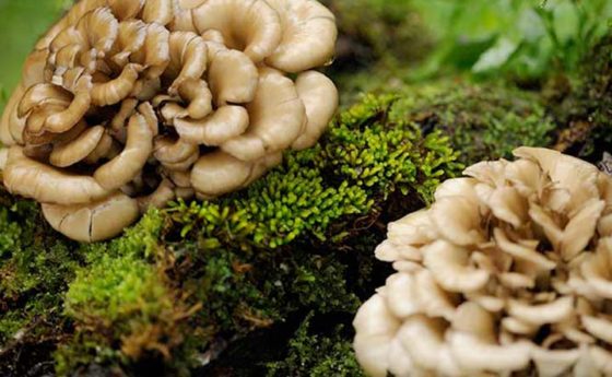 Micoterapia: Maitake (Grifola frondosa)