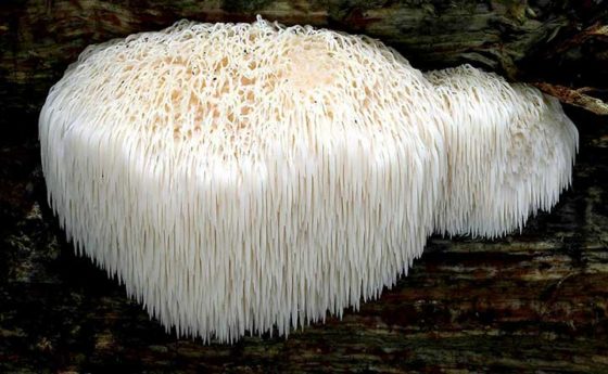 Micoterapia: Hericium Erinaceus, il fungo salva stomaco e intestino