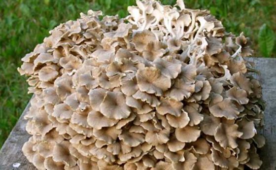 Micoterapia: Polyporus Umbellatus, il fungo che sgonfia e drena
