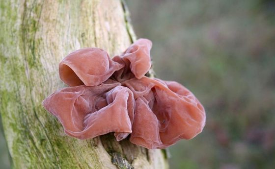 Micoterapia: Auricolaria (Auricula Judae), il fungo “medicinale” per flebiti e vene varicose
