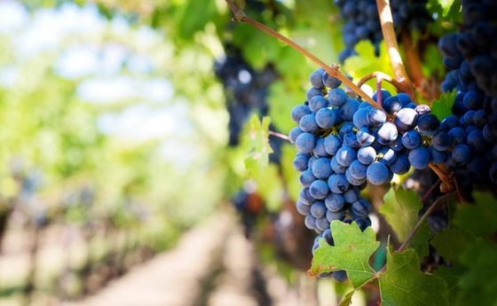 Mosto d’uva, benefici e proprietà