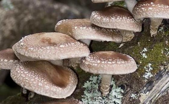 Micoterapia: Shiitake (lentinula edodes), il fungo che aiuta a ridurre il colesterolo