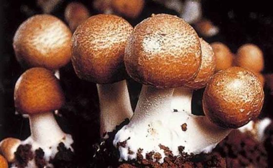 Micoterapia: il fungo che potenzia il sistema immunitario