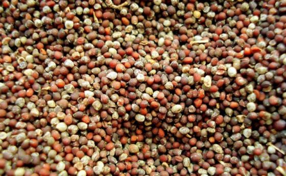 Camelina: un biocarburante contro il colesterolo