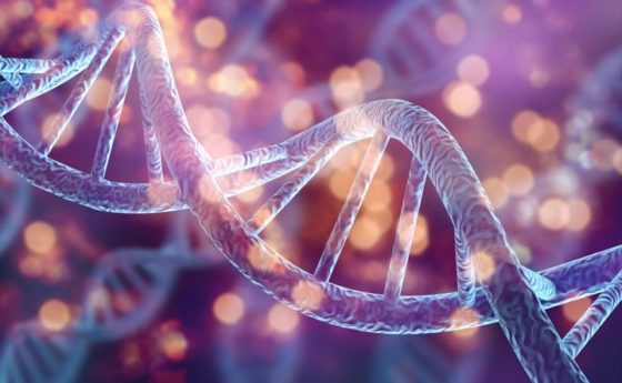Il DNA delle salamandre per rigenerare parti del corpo umano
