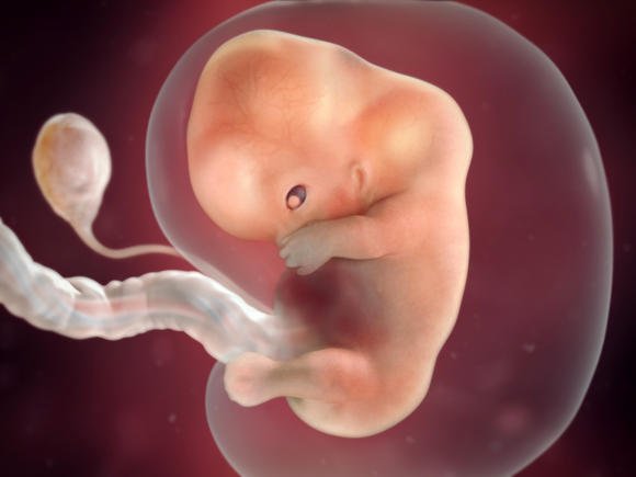 L’evoluzione del feto